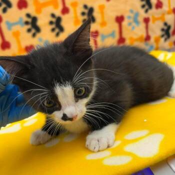 Zima 26-06-163 -  Domestic Short Hair Cat for Adoption in Bastrop, Texas - Zima 26-06-163 | PetCurious