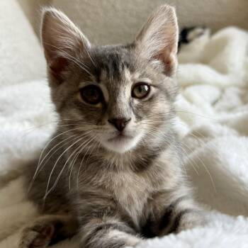 Mayhem Orr -  Domestic Medium Hair Cat for Adoption in Eagle Mountain, Utah - Mayhem Orr | PetCurious