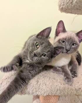Siamese Cats Available for Adoption - Lillian (bonded With Wolfie) | PetCurious