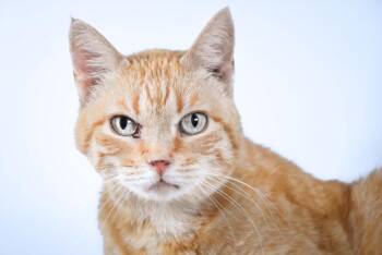GEORGIE -  Domestic Short Hair Cat for Adoption in Loveland, Colorado - GEORGIE | PetCurious