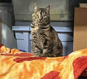 Domestic Short Hair Cats Available for Adoption - Patches | PetCurious