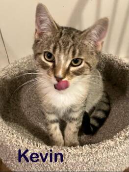 Kevin -  Domestic Short Hair Cat for Adoption - Kevin | PetCurious