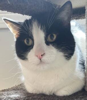 Domestic Short Hair Cats Available for Adoption in Southbury, Connecticut - W2 Domino | PetCurious