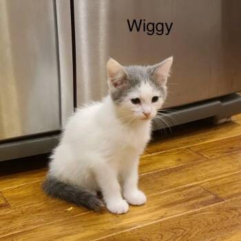 Little Wiggy -  Domestic Short Hair Cat for Adoption in Wyandotte, Michigan - Little Wiggy | PetCurious