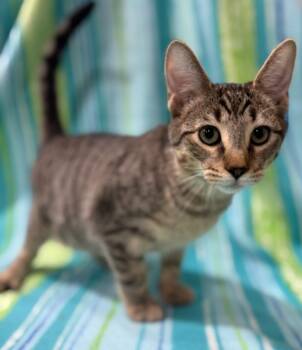 Rescue Domestic Short Hair Cats for Adoption in Corpus Christi, Texas - Eraser | PetCurious