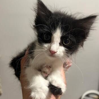 Louie Singh -  Domestic Short Hair and Tuxedo Cat for Adoption in Morrison, Colorado - Louie Singh | PetCurious
