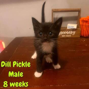 Dill Pickle -  Domestic Short Hair Cat for Adoption in Madison, Wisconsin - Dill Pickle | PetCurious