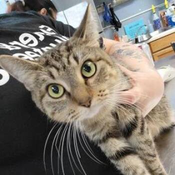 Gin -  Domestic Short Hair and Mixed Breed Cat for Adoption in Oak Park, Illinois - Gin | PetCurious
