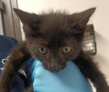 Lellow -  Domestic Short Hair Cat for Adoption in Vancouver, Washington - Lellow | PetCurious