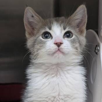 Ferris -  Domestic Medium Hair Cat for Adoption in Reno, Nevada - Ferris | PetCurious