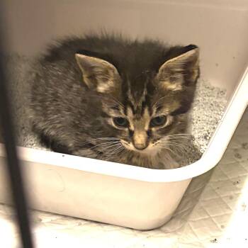 Domestic Short Hair Cats Available for Adoption in Monroe, Michigan - Roo | PetCurious