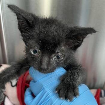 Zero -  Domestic Short Hair Cat for Adoption in Westland, Michigan - Zero | PetCurious