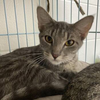 Circe -  Domestic Short Hair Cat for Adoption in Brownsboro, Alabama - Circe | PetCurious