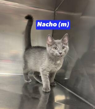 Nacho -  Domestic Short Hair and Russian Blue Cat for Adoption in Montville, New Jersey - Nacho | PetCurious
