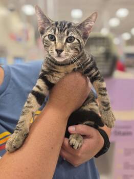 Savana       GFRCC -  Domestic Short Hair Cat for Adoption in Metamora, Illinois - Savana       GFRCC | PetCurious