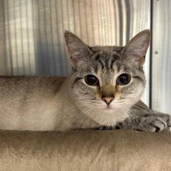 Sophie -  Domestic Short Hair Cat for Adoption in Walker, Michigan - Sophie | PetCurious