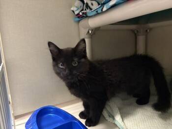 Ada Wong -  Domestic Medium Hair Cat for Adoption in Fort Collins, Colorado - Ada Wong | PetCurious