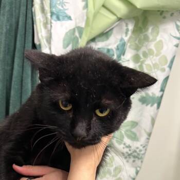 Rescue Domestic Short Hair Cats for Adoption in Las Vegas, Nevada - Dabi | PetCurious