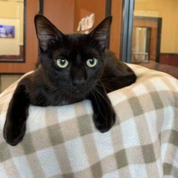Domestic Short Hair Cats Available for Adoption in Rochester, Minnesota - Toby Hopper | PetCurious