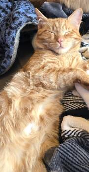 Tigger -  Tabby Cat Available for Adoption in Hamilton, Ontario - Tigger | PetCurious