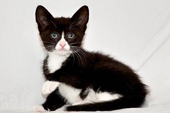 Rescue Domestic Short Hair Cats for Adoption in Washburn, Wisconsin - Lark | PetCurious