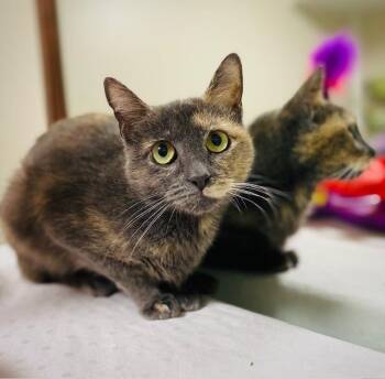 Gemmy -  Domestic Short Hair Cat for Adoption in Duxbury, Massachusetts - Gemmy | PetCurious