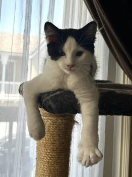 Lola (3 months) -  Domestic Short Hair Cat for Adoption in Los Angeles, California - Lola (3 Months) | PetCurious