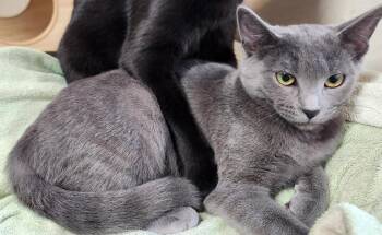 Gale II -  Domestic Short Hair Cat for Adoption in Muskegon, Michigan - Gale II | PetCurious