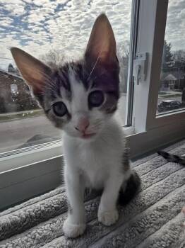 Domestic Short Hair Cats Available for Adoption in Chicago, Illinois - Dixie | PetCurious