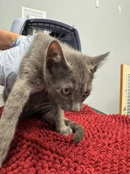 Erie -  Domestic Short Hair Cat for Adoption in Bloomington, Indiana - Erie | PetCurious