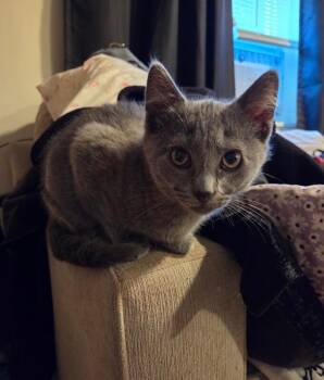 Mimi -  Domestic Short Hair Cat for Adoption in North Babylon, New York - Mimi | PetCurious