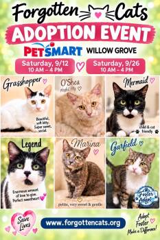 Willow Grove PS Sept. Adoption Events -  Domestic Short Hair Cat for Adoption in Greenville, Delaware - Willow Grove PS Sept. Adoption Events | PetCurious