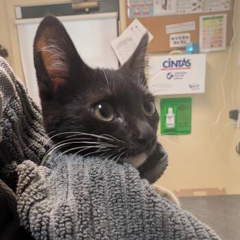 Cilantro -  Domestic Short Hair Cat for Adoption in Pasadena, California - Cilantro | PetCurious