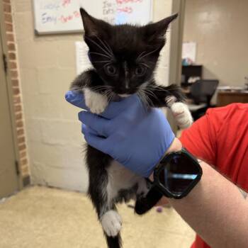 Link -  Domestic Short Hair Cat for Adoption in Birmingham, Alabama - Link | PetCurious