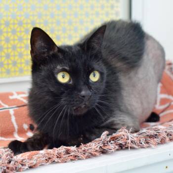Sage -  Domestic Short Hair Cat for Adoption in Sanford, Florida - Sage | PetCurious