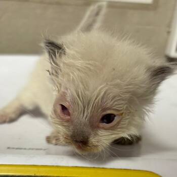 Domestic Short Hair Cats Available for Adoption in Yuma, Arizona - Kahleesi | PetCurious
