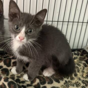 Tic -  Domestic Short Hair Cat for Adoption in NEW PT RICHEY, Florida - Tic | PetCurious