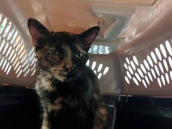 Rescue Domestic Short Hair Cats for Adoption in Ames, Iowa - MARIANNA | PetCurious