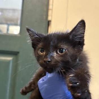 Jalapeno -  Domestic Short Hair Cat for Adoption in Pasadena, California - Jalapeno | PetCurious