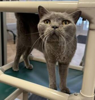 Storm -  Russian Blue and Domestic Short Hair Cat for Adoption in Fairfax, Virginia - Storm | PetCurious