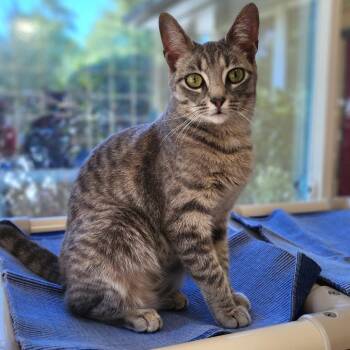American Shorthair Cats Available for Adoption in Columbus, North Carolina - Paris | PetCurious