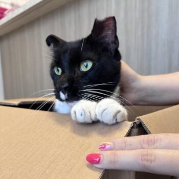 Patt the Catt STRAY -  Domestic Short Hair Cat for Adoption in Clearwater, Florida - Patt The Catt STRAY | PetCurious