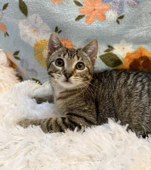 Domestic Short Hair Cats Available for Adoption - Celcius | PetCurious