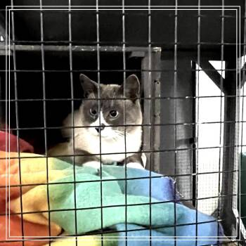 Snowshoe Cats Available for Adoption - Georje | PetCurious