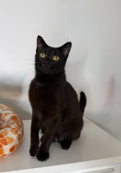 Domestic Short Hair Cats Available for Adoption in New York, New York - REMY | PetCurious