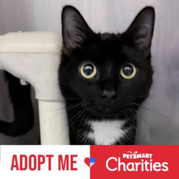 Domestic Short Hair Cats Available for Adoption - Jocelyn (aka Joshua) | PetCurious