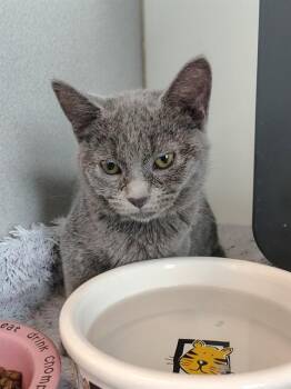COLE -  Domestic Short Hair Cat for Adoption in Leesburg, Virginia - COLE | PetCurious