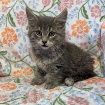 Domestic Long Hair Cats Available for Adoption in Kittanning, Pennsylvania - Won-ton | PetCurious