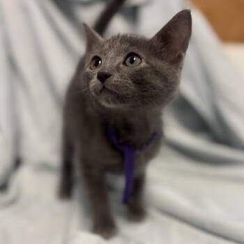 Domestic Short Hair Cats Available for Adoption in Richmond, California - PENNY | PetCurious