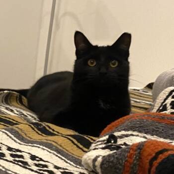 American Shorthair Cats Available for Adoption in Freeport, Florida - Bella | PetCurious